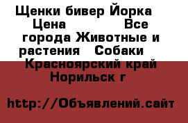 Щенки бивер Йорка  › Цена ­ 30 000 - Все города Животные и растения » Собаки   . Красноярский край,Норильск г.